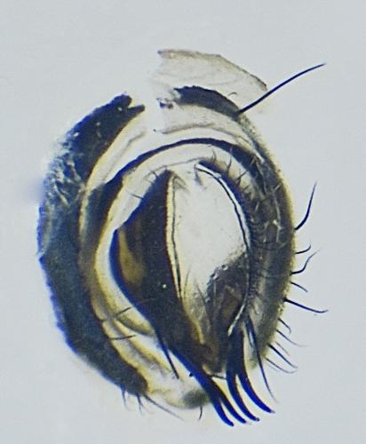 Réf. 330 336 : Setacera micans